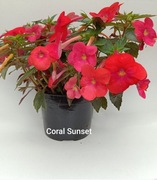 Achimenesy kłącza Coral Sunset 