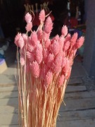 Mozga kanar naturalna suszona trawa susz jasny róż 