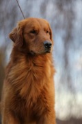 GOLDEN RETRIEVER-złote , typ amerykański, ZKwP/FCI