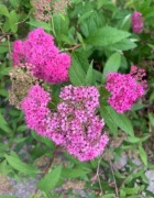 Tawuła japońska Anthony Waterer