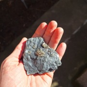 Piryt konkrecja pirytowa z Gór Kaczawskich