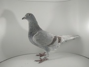 Gołąb pocztowy 2020 - linia Hartmut Will 