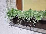 Dichondra srebrzysta - sadzonki Rzeszów