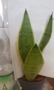 Sansevieria sansewieria Pearl Young 