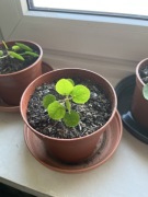 Pilea peperomioides - Pieniążek