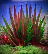 Xyris Red , dorosła sadzonka ok 12-15 cm , UNIKAT, hodowla podwodna