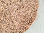 Pszenica ozima 25 kg dla kur ptaków zwierząt gołębi ryb