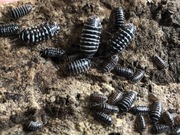 Armadillidium maculatum 100 szt 