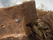 Armadillidium maculatum "zebra"