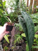 Philodendron patriciae