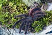 Avicularia juruensis M2 (ex. peru purple)