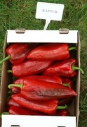 Nasiona papryki KAPTUR - 10 nasion