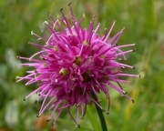 Czosnek Allium kermesinum 