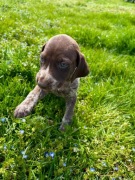 Wyżeł Niemiecki Krótkowłosy "Barney" szczeniak ur. 09.03.2026