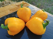 LESYA  ORANGE nasiona Papryka Kolekcjonerska