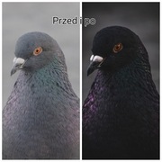 Adobe Lightroom presets 235 szt. MOBILE 