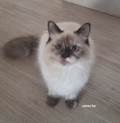 Kotka neva masquerade kot syberyjski tortie szylkret