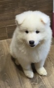 Szczeniak 2 mies, Samojed pies