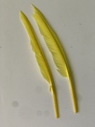 Pióro gęsie lotka twarda z25-30cm żółte
