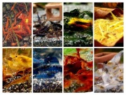 Kolorowe krewetki do akwarium 16szt