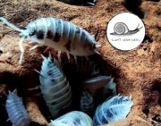 Porcellio laevis Dairy Cow 10 szt isopod prosionki