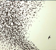 Wilco – Sky Blue Sky (CD, 2007)