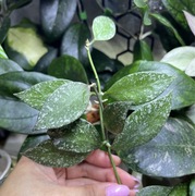 Hoya EPC 958 Moyog Sabah