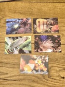 Karteczki kolekcjonerskie notesowe A7