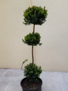 Cisy, także formowane na bonsai 70-120 cm