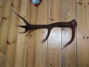 Poroże jelenia dziesiątak