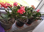 Grudzień sadzonka w doniczce PIĘKNIE KWITNĄCA ROŚLINA