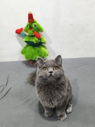 Kot Brytyjski niebieski gotowy do odbioru 