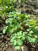 Orliki sadzonka mix kolor