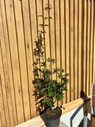 Klon palmowy „Red nails”