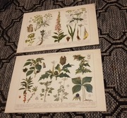 Oryginalna XIX w. chromolitografia Sztuka, Kwiaty do aranżacji wnętrza