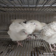 Jajka, jaja lęgowe przepiórki TEXAS brojler.