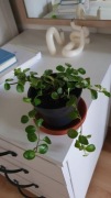 peperomia - z uprawy parapetowej, 