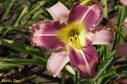 Hemerocallis / Liliowiec: Baltic Sea
