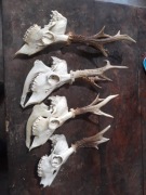 Rogi Parostki Poroże KOZIOŁKA