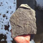 Skamieniałość duży odcisk paproci Neuropteris