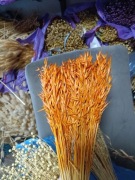 Owies pomarańczowy zboże suszone naturalne trawy ozdoby 