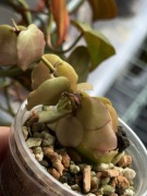 hoya | sadzonka rosnąca