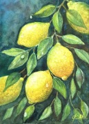 Gałązka cytryny Original Akwarela A4