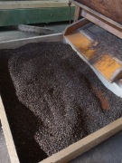 Gryka, 1kg, Gryka hruszowska miododajna 