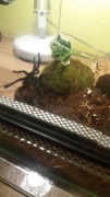Chromatopelma wraz z wyposarzonym terrarium+GRATIS
