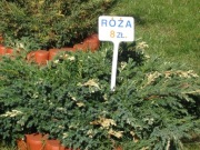 Tabliczki do roślin 10x14x35 - 10 szt.