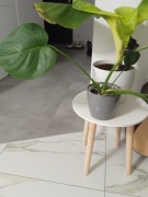 Kwiat monstera doniczce 