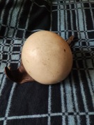 Kask Orzeszek z epoki PRL-u WSK, SHL, KOMAR.