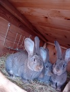 Olbrzym belgijski samce BOS