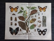 Mimikry - duża chromolitografia 1897 r